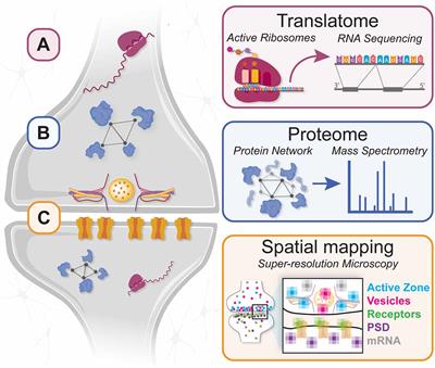 A Picture Worth a Thousand Molecules—Integrative Technologies for Mapping Subcellular Molecular Organization and Plasticity in Developing Circuits